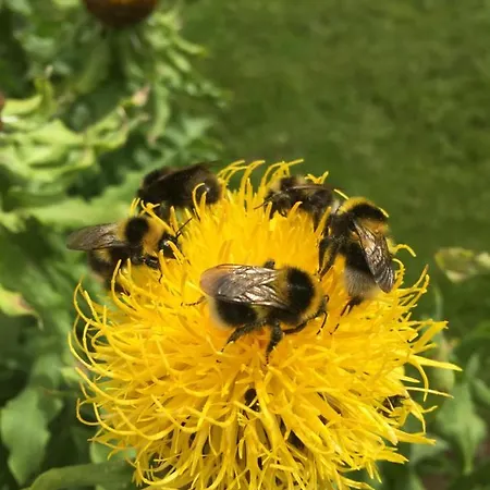 Huse Gjestegard 別荘