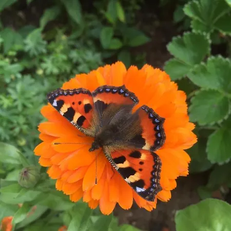 別荘 Huse Gjestegard