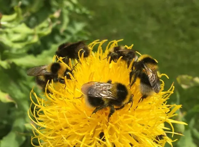 Huse Gjestegard Tatil Evi