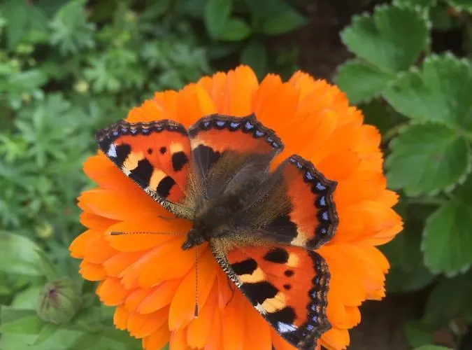 度假居 客人农家乐