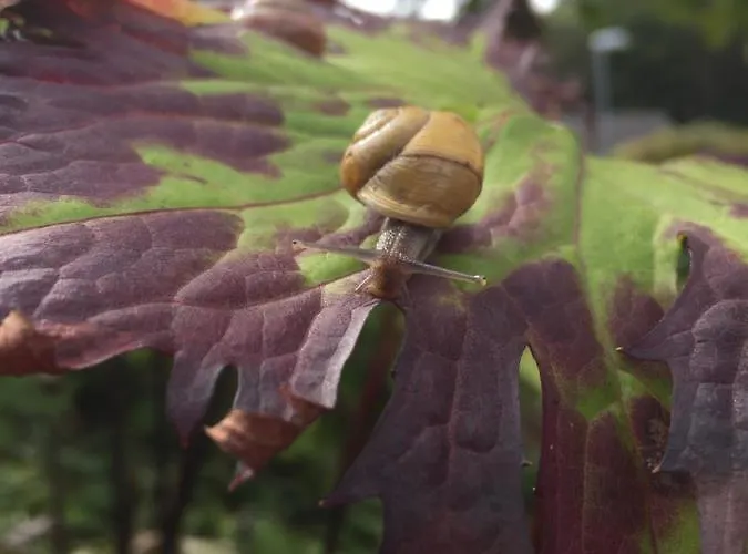 客人农家乐 度假居